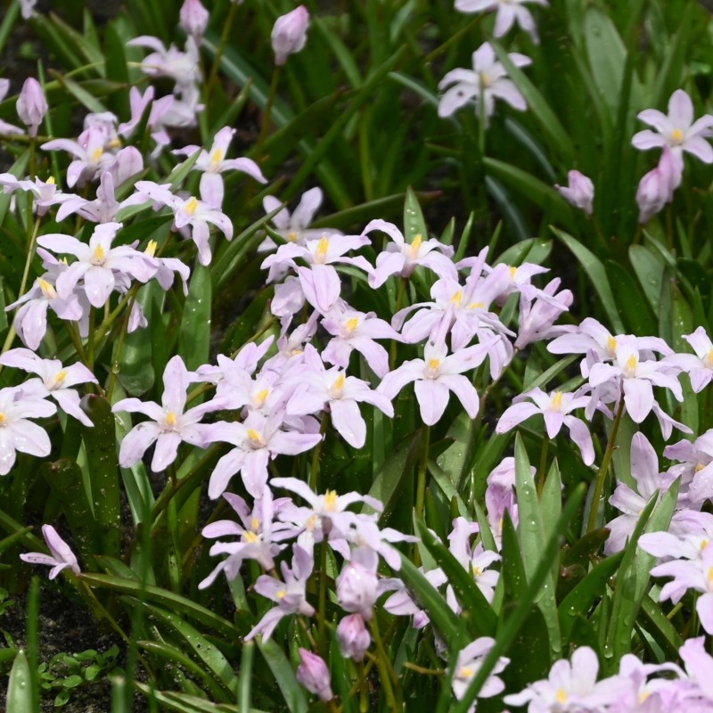 Chionodoxa luciliae 'Rose Queen' Chionodoxa luciliae 'Rose Queen'