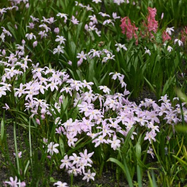 Chionodoxa luciliae 'Rose Queen' Chionodoxa luciliae 'Rose Queen'