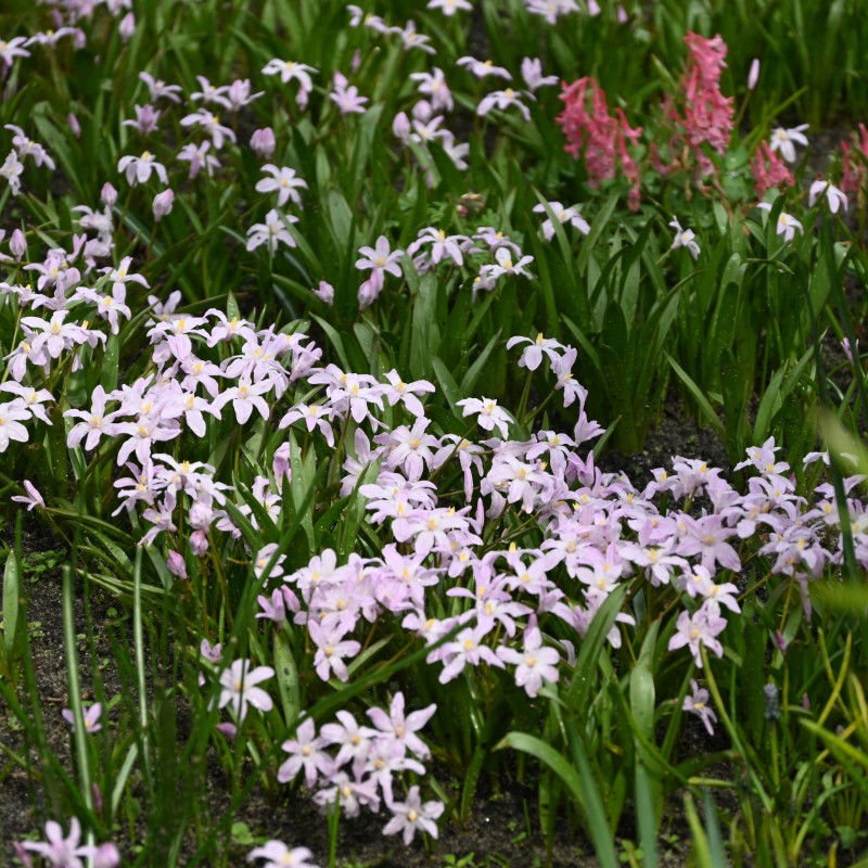 Chionodoxa luciliae 'Rose Queen' Chionodoxa luciliae 'Rose Queen'