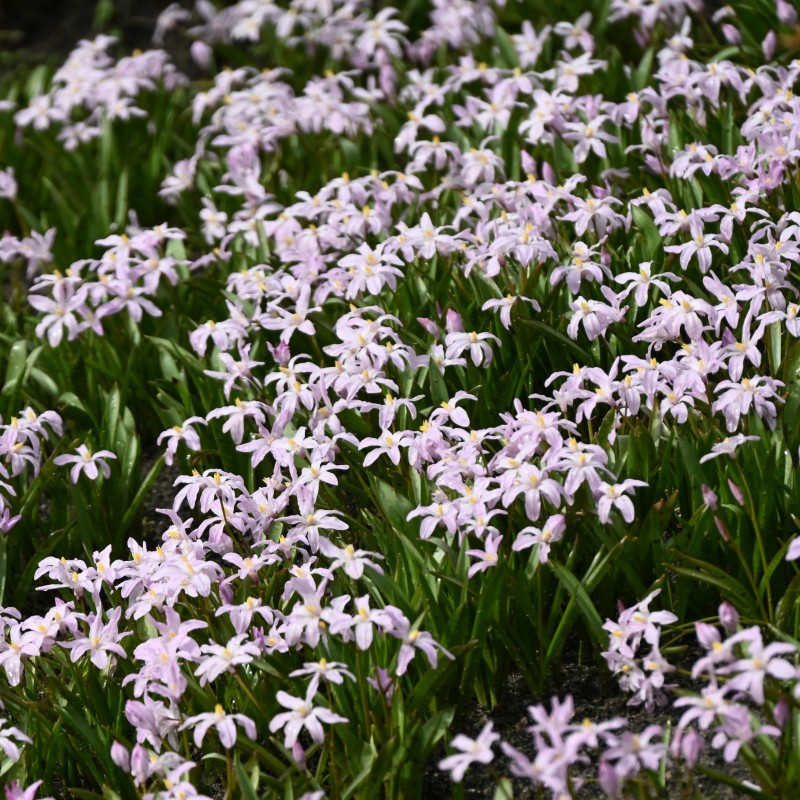 Chionodoxa luciliae 'Rose Queen' Chionodoxa luciliae 'Rose Queen'