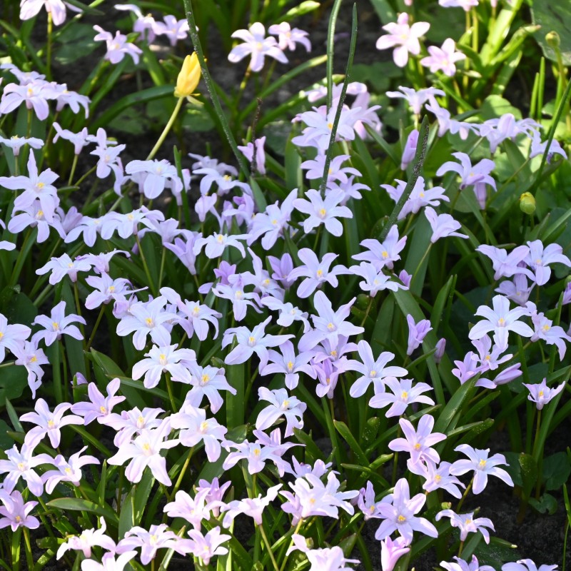 Chionodoxa luciliae 'Rose Queen' Chionodoxa luciliae 'Rose Queen'