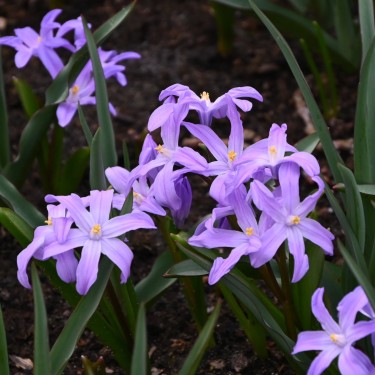 Chionodoxa luciliae 'Violet Beauty'