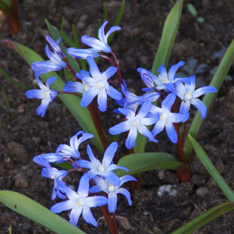 Chionodoxa siehei Chionodoxa siehei