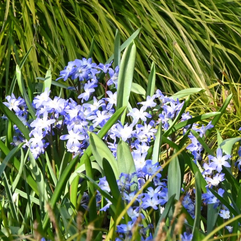 Chionodoxa siehei Chionodoxa siehei