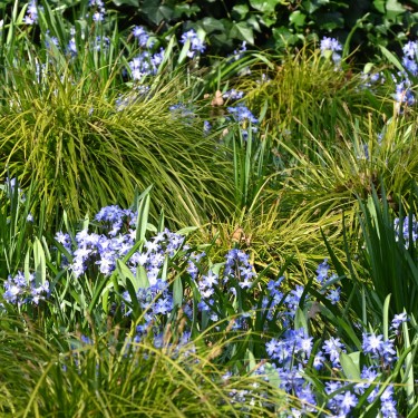 Chionodoxa siehei Chionodoxa siehei