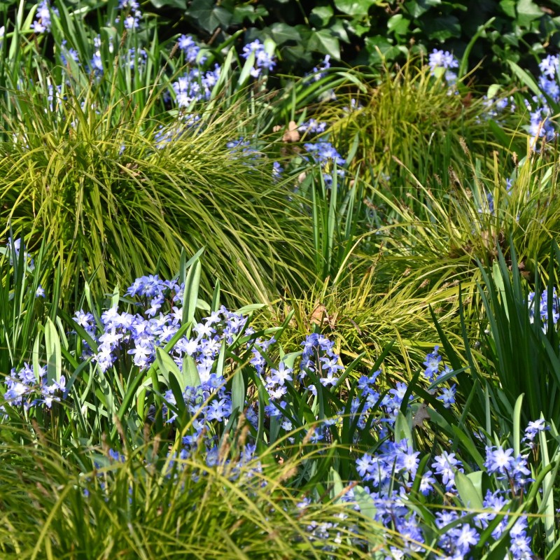 Chionodoxa siehei Chionodoxa siehei