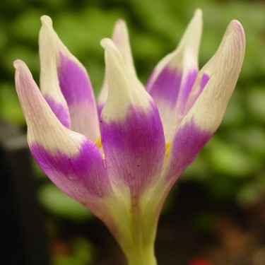 Colchicum 'Harlekijn'