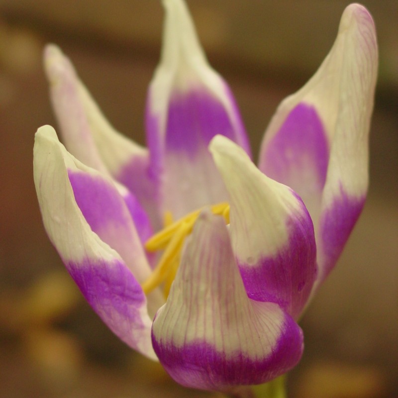 Colchicum 'Harlekijn' Colchicum 'Harlekijn'