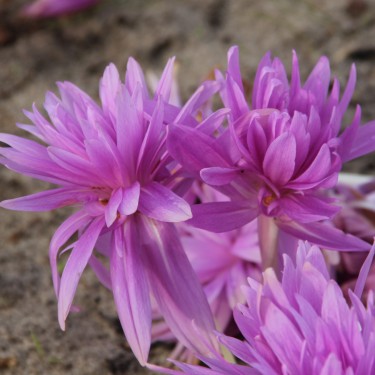 Colchicum 'Waterlily' Colchicum 'Waterlily'