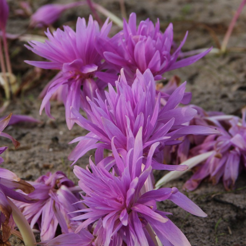 Colchicum 'Waterlily' Colchicum 'Waterlily'