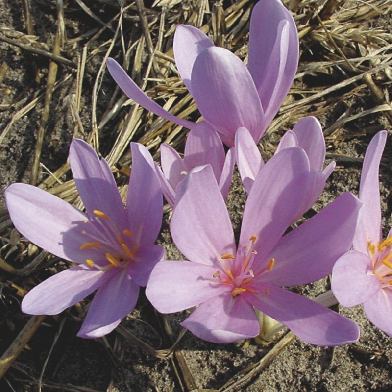 Colchicum autumnale Colchicum autumnale