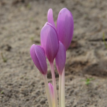Colchicum autumnale Colchicum autumnale