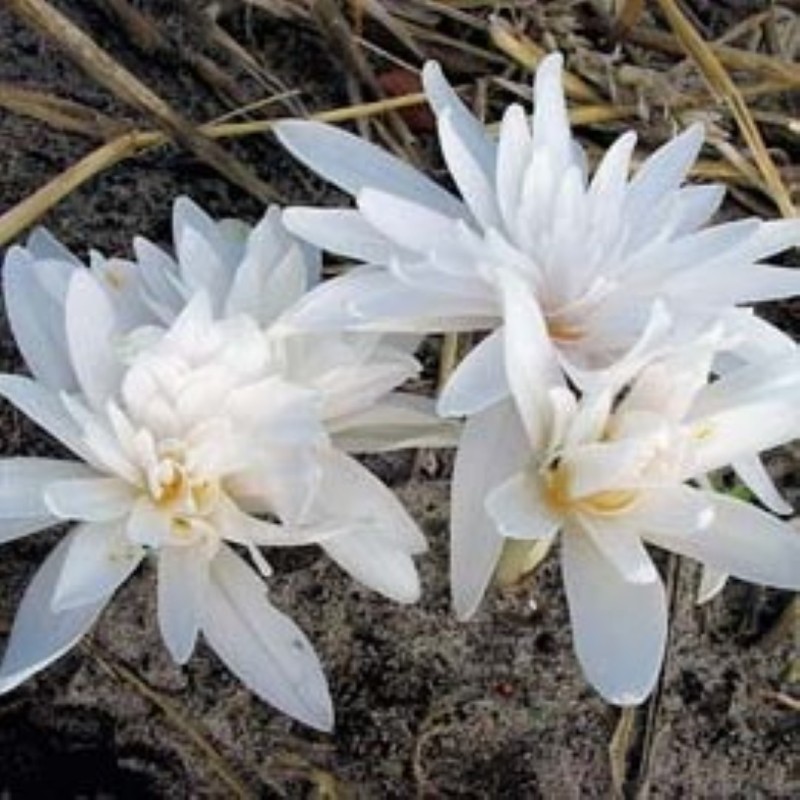 Colchicum autumnale 'Alboplenum' Colchicum autumnale 'Alboplenum'