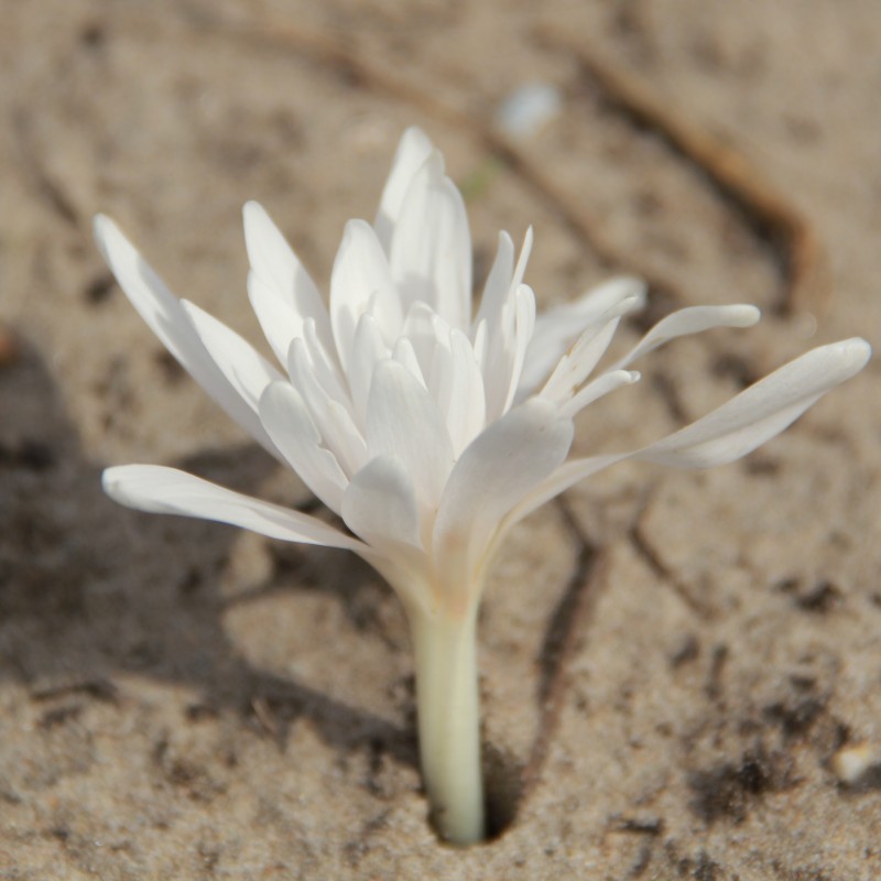 Colchicum autumnale 'Alboplenum' Colchicum autumnale 'Alboplenum'