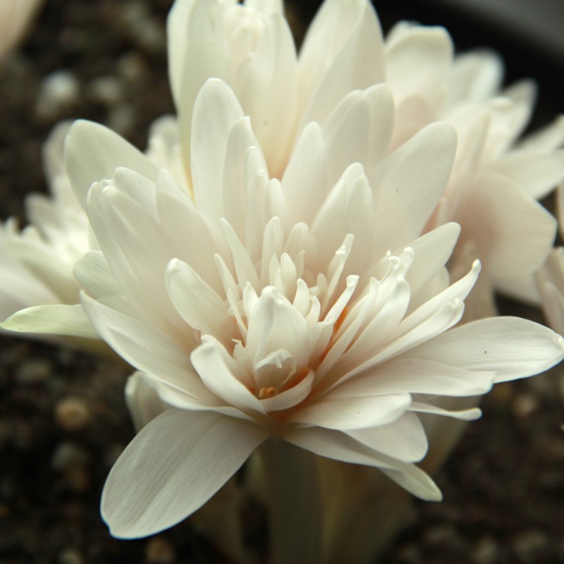 Colchicum autumnale 'Alboplenum' Colchicum autumnale 'Alboplenum'