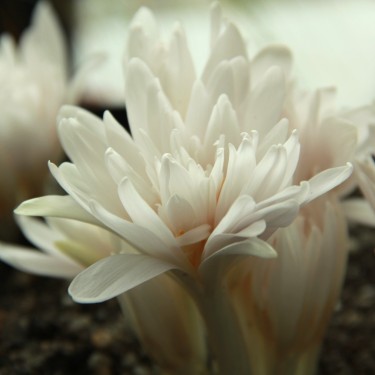 Colchicum autumnale 'Alboplenum' Colchicum autumnale 'Alboplenum'