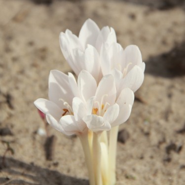 Colchicum autumnale 'Album'