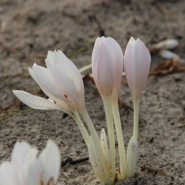 Colchicum autumnale 'Album' Colchicum autumnale 'Album'
