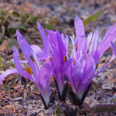 Colchicum bulbocodium