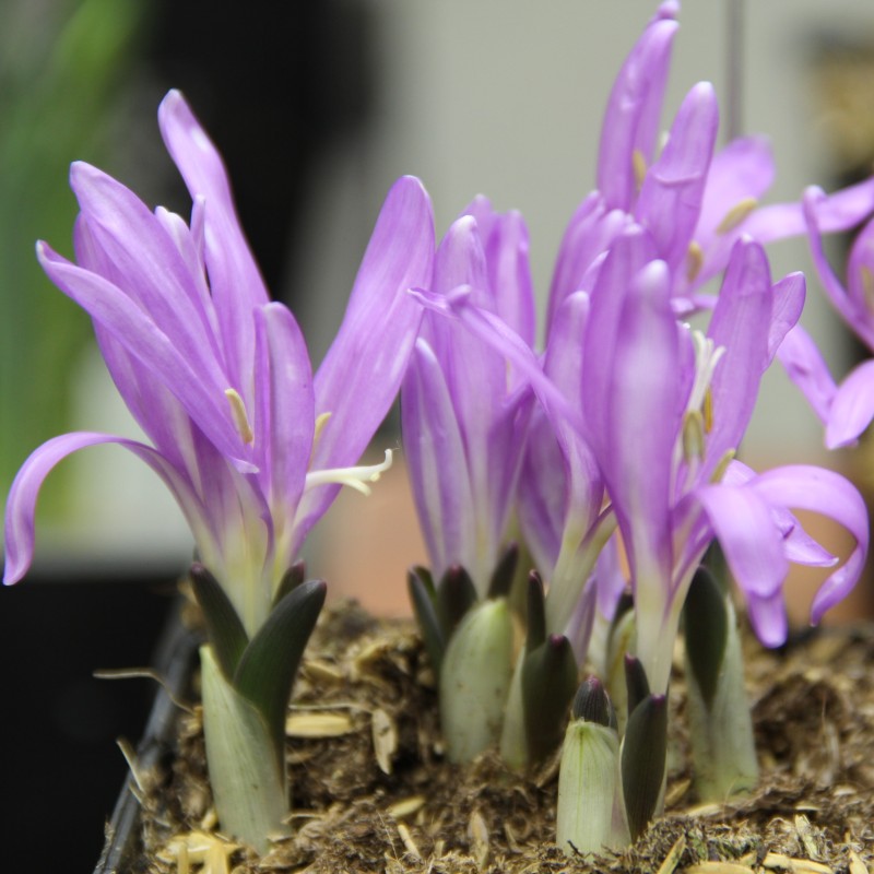 Colchicum bulbocodium Colchicum bulbocodium