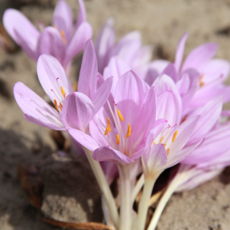 Colchicum byzantinum Colchicum byzantinum