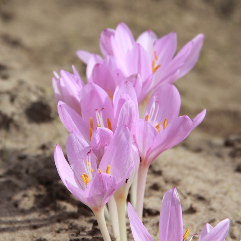 Colchicum byzantinum Colchicum byzantinum