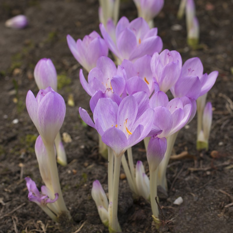 Colchicum byzantinum Colchicum byzantinum