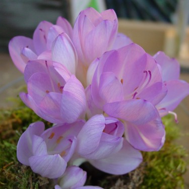 Colchicum byzantinum Colchicum byzantinum