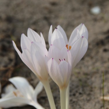 Colchicum byzantinum 'Innocence' Colchicum byzantinum 'Innocence'