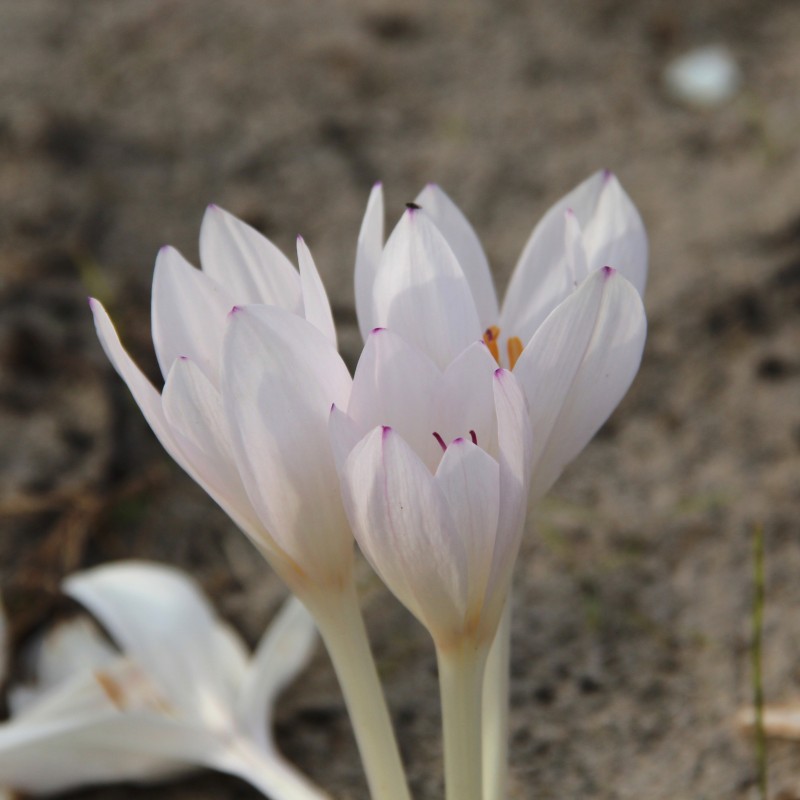 Colchicum byzantinum 'Innocence' Colchicum byzantinum 'Innocence'