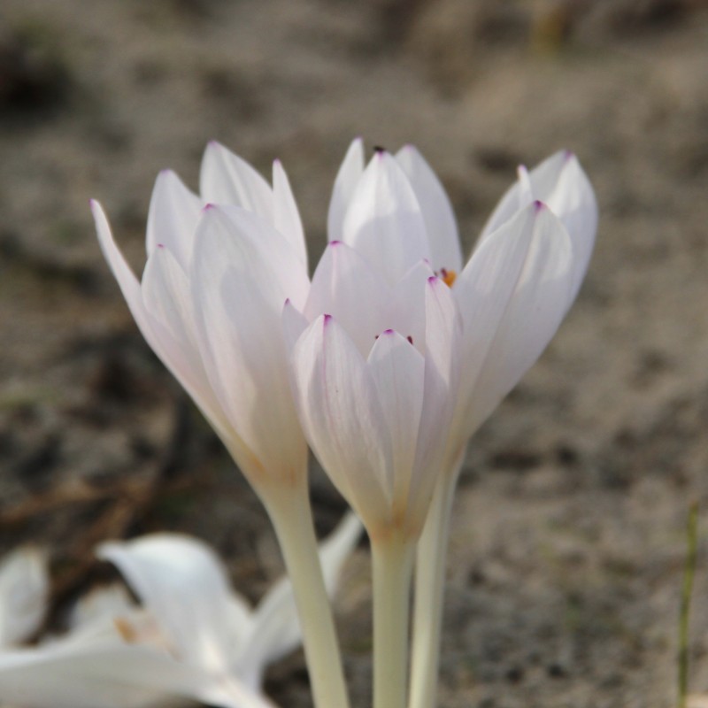 Colchicum byzantinum 'Innocence' Colchicum byzantinum 'Innocence'