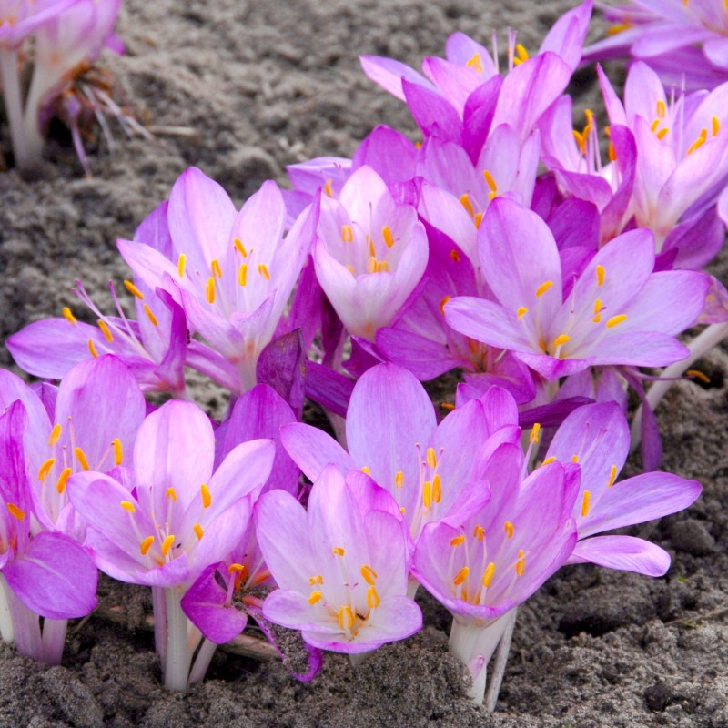 Colchicum cilicicum 'Purpureum' Colchicum cilicicum 'Purpureum'