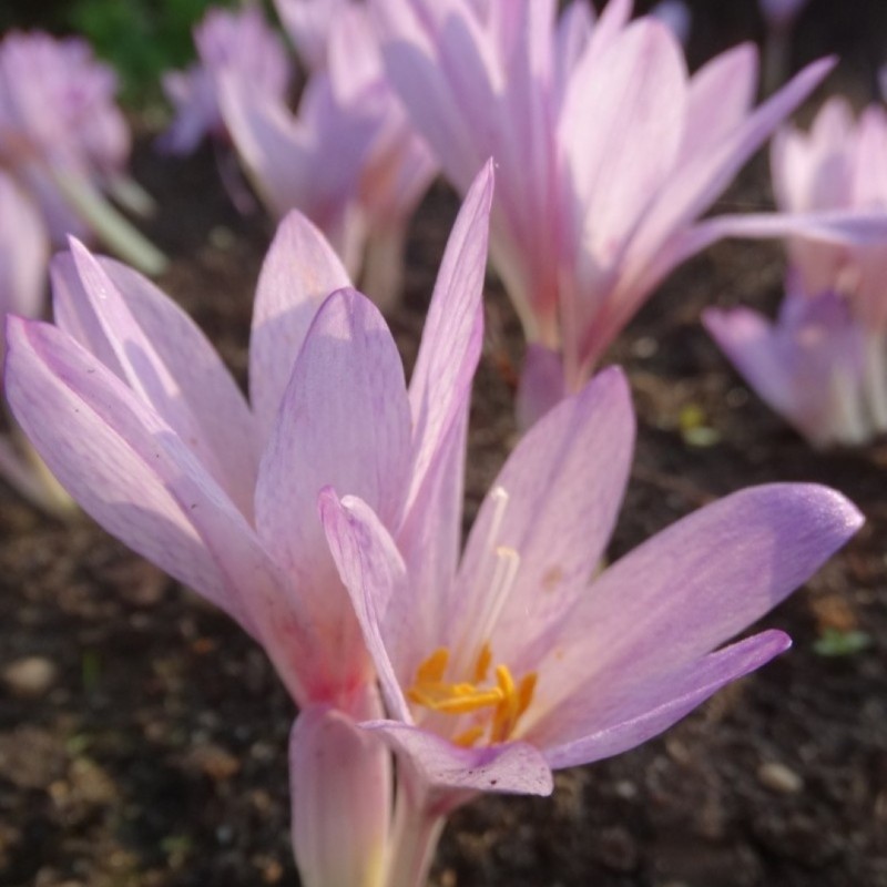 Colchicum davisii Colchicum davisii