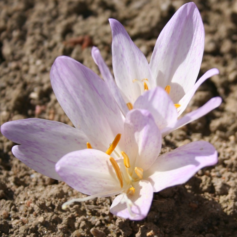 Colchicum davisii Colchicum davisii