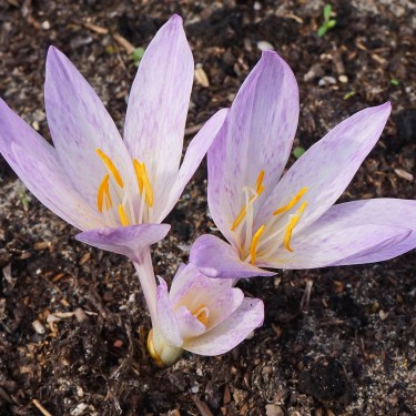 Colchicum davisii Colchicum davisii
