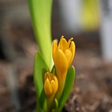 Colchicum luteum Colchicum luteum