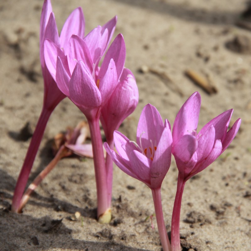Colchicum pannonicum Colchicum pannonicum