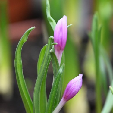 Colchicum serpentinum Colchicum serpentinum
