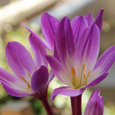 Colchicum speciosum 'Atrorubens' Colchicum speciosum 'Atrorubens'