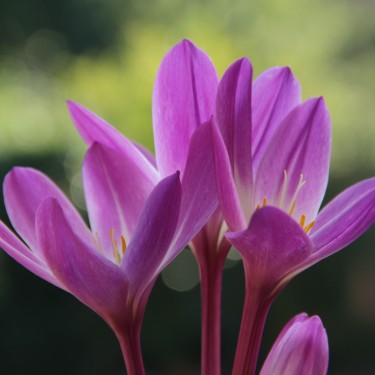 Colchicum speciosum 'Atrorubens' Colchicum speciosum 'Atrorubens'