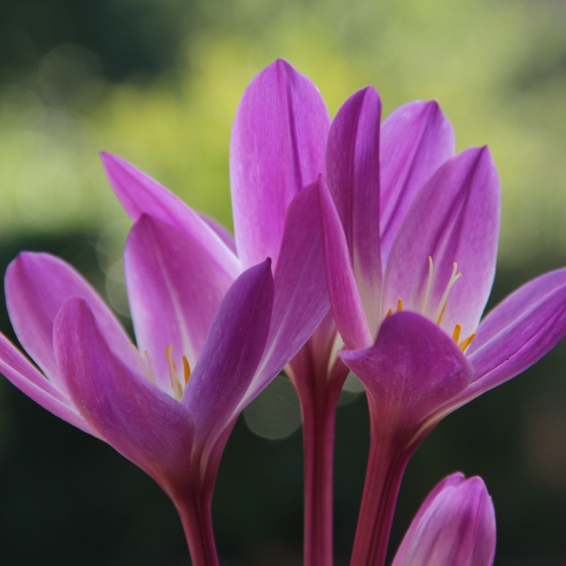 Colchicum speciosum 'Atrorubens' Colchicum speciosum 'Atrorubens'