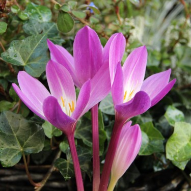 Colchicum speciosum 'Atrorubens' Colchicum speciosum 'Atrorubens'