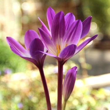 Colchicum speciosum 'Atrorubens'