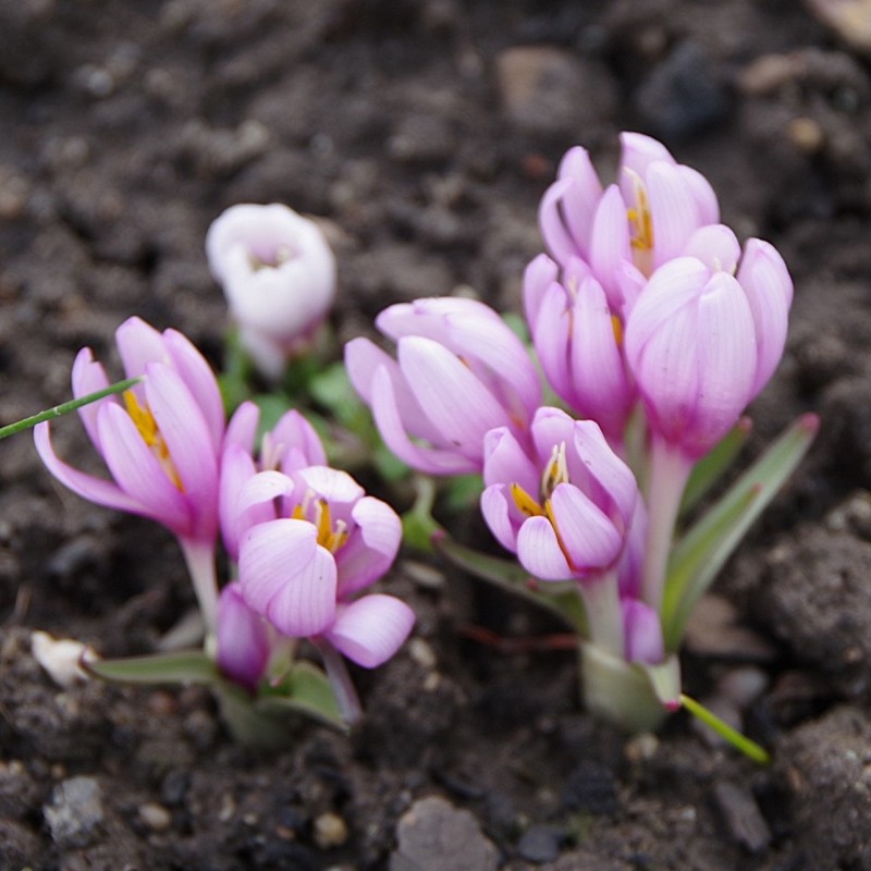 Colchicum serpentinum Colchicum serpentinum
