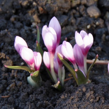 Colchicum serpentinum Colchicum serpentinum