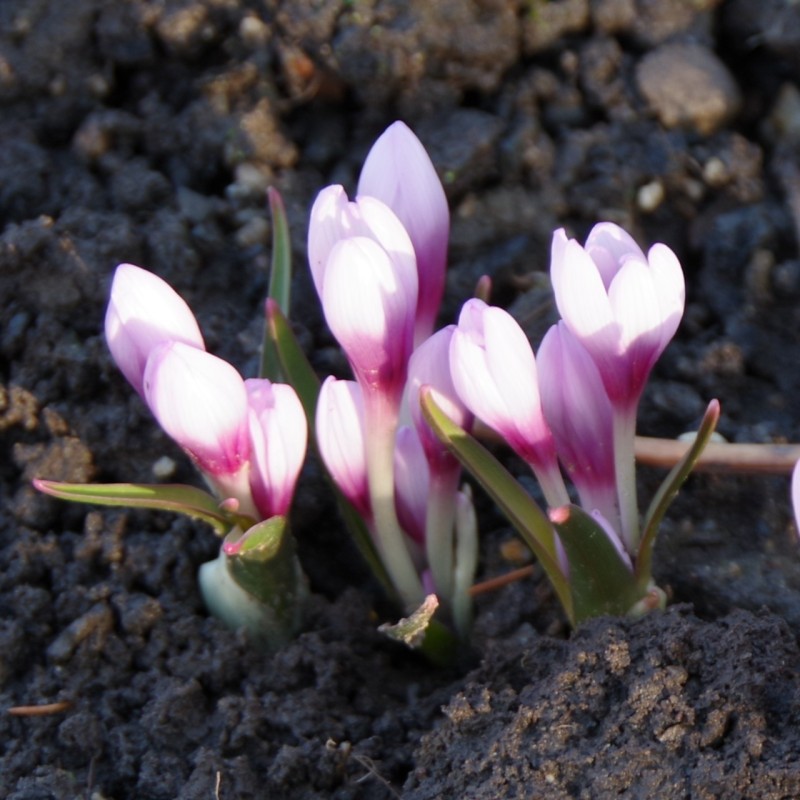 Colchicum serpentinum Colchicum serpentinum