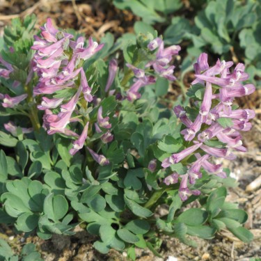 Corydalis caucasica