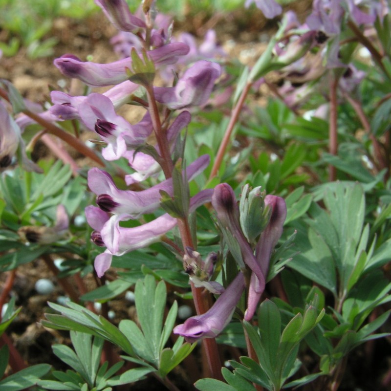 Corydalis paczoskii Corydalis paczoskii