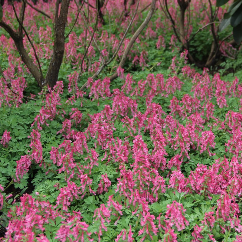 Corydalis solida 'Beth Evans'