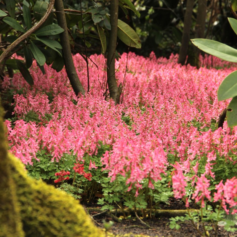 Corydalis solida 'Beth Evans'
